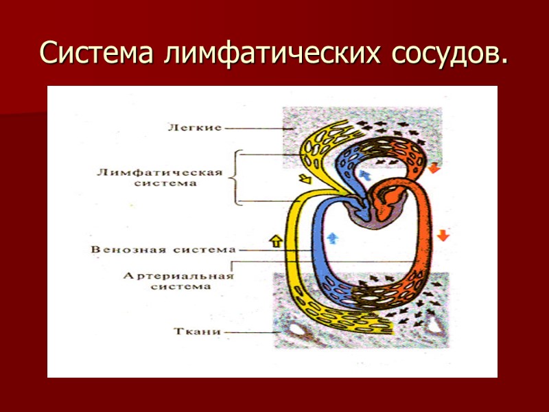 Система лимфатических сосудов.